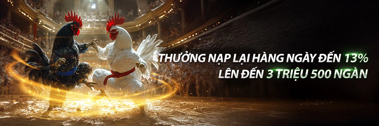 Đá gà ăn 5 lai là sao - Sân đấu gà chọi kịch tính